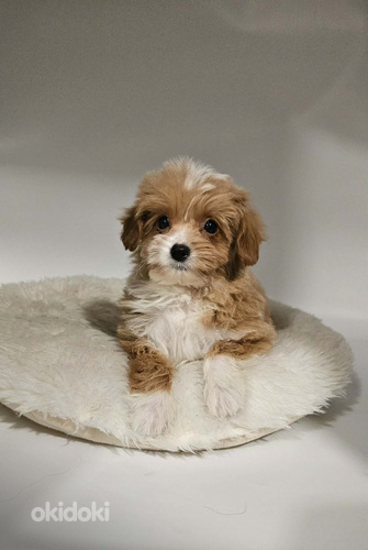 Maltipoo