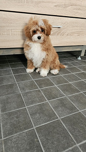 Maltipoo (1 valokuva sivusta 2)