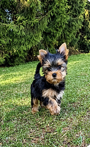 Yorkshirenterrier (2 valokuva sivusta 4)