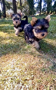 Yorkshirenterrier (4 valokuva sivusta 4)