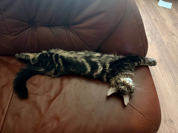 Maine Coon