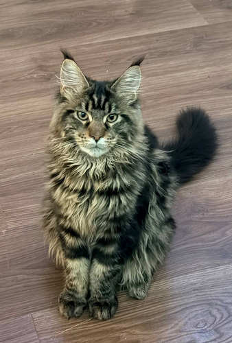 Maine Coon