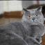 Briti kass, kutsub pruutide paaritumisele (foto #1)