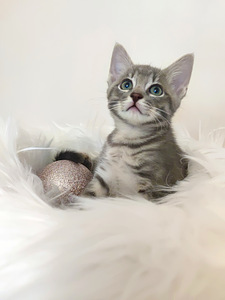 Котенок 2 месяца (2 фото из 9)