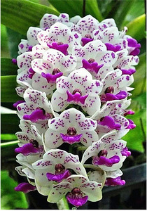 Семена редких видов орхидей и других экзотических растений