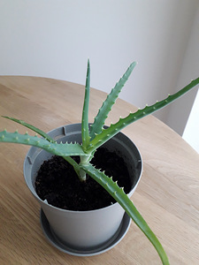 Aaloe (Aloe arborescens) (2 foto / 2)