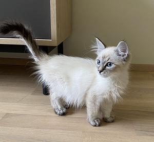Продам сибирских котят (2 фото из 6)