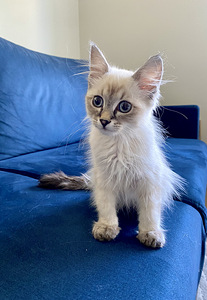 Продам сибирских котят (3 фото из 6)