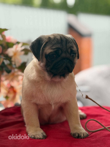 Mops