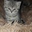Котята, породы скоттиш-страйт и фолд (фото #1)