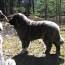 Kaukāzu aitu suns (foto #1)
