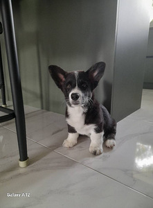Kutsikad korgi kardigan/ Cardigan Welsh Corgi (1 foto / 2)