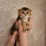 Шотландсие котята (вислоухая и прямоухая) (фото #1)