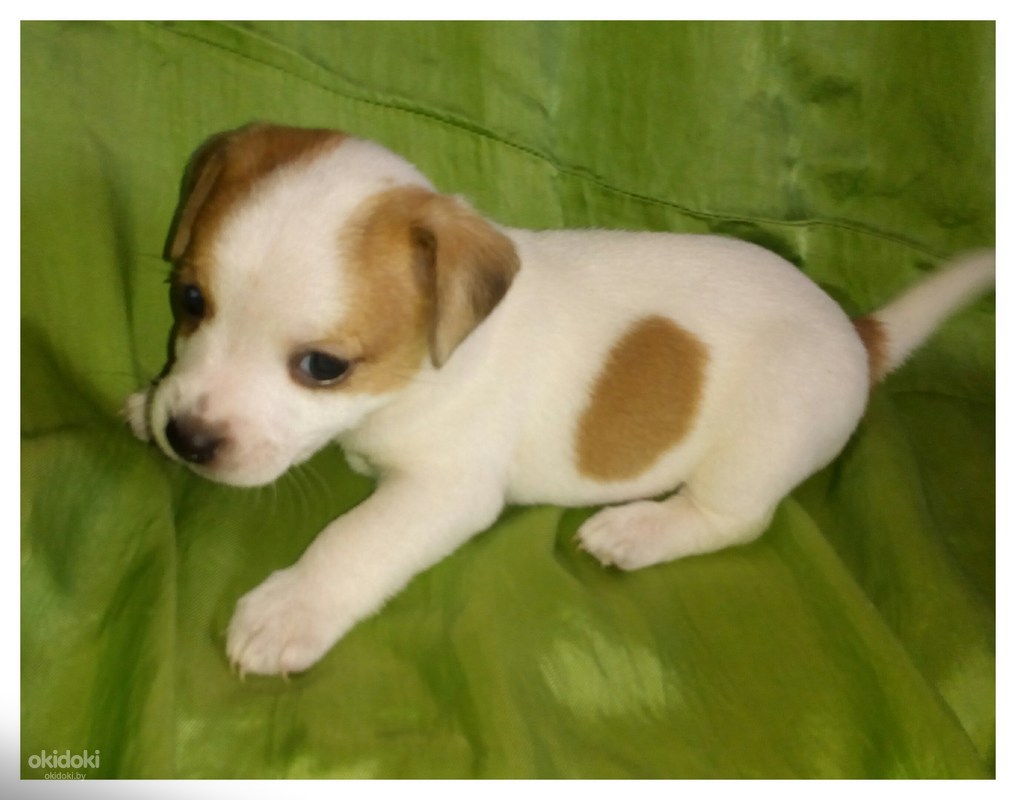 Купить Щенка Джек Рассела В Минске