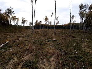 Võsalõikus , niitmine (3 foto / 6)