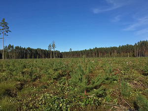 Võsalõikus , niitmine (4 foto / 6)