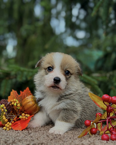 Welsh Corgi Pembroke (2 foto / 4)