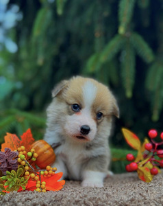 Welsh Corgi Pembroke (3 foto / 4)
