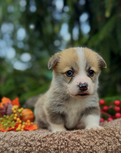 Welsh Corgi Pembroke (4 foto / 4)