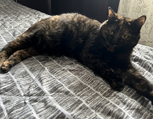 Kassid tasuta / Cats free (3 foto / 4)