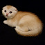 Рыжий (красный) тикированный на серебре котенок (фото #1)