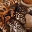 Bengālijas kaķēni (foto #1)