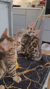 Бенгальские котята (5 фото из 7)