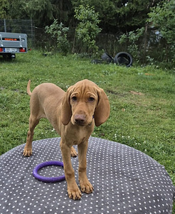 Ungari lühikarvaline vizsla (4 foto / 6)