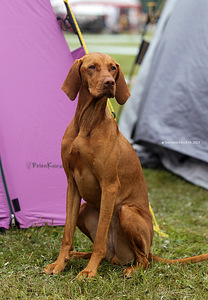 Ungari lühikarvaline vizsla (6 foto / 6)