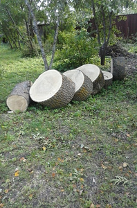Дубовые пни (2 фото из 5)