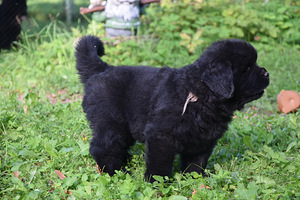 Newfoundlandi koera kutsikad, EKL (8 foto / 10)