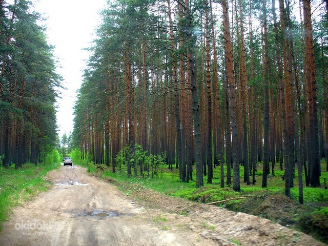 Эммаус тверская область. Эммаус лес Тверская область. Эммаус Сосновый Бор. Эммаус лес. Эммаус леса.