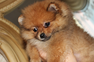 Pomeranian spits (2 foto / 5)