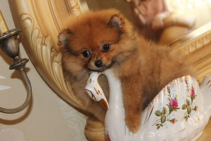 Pomeranian spits (3 foto / 5)