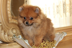 Pomeranian spits (5 foto / 5)