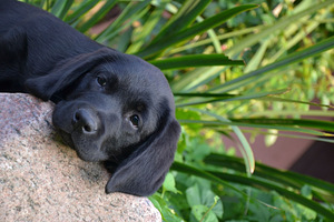 Labradori retriiver (2 foto / 7)