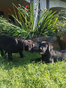 Labradori retriiver (3 foto / 7)