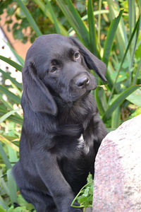 Labradori retriiver (4 foto / 7)