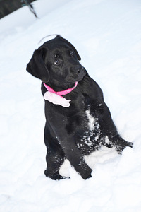 Labradori retriiver (1 foto / 9)