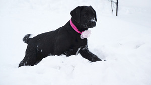 Labradori retriiver (2 foto / 9)