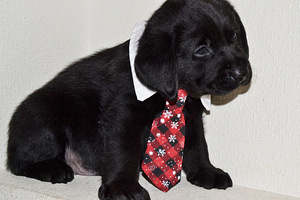 Labradori retriiver (3 foto / 9)