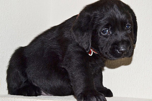 Labradori retriiver (7 foto / 9)