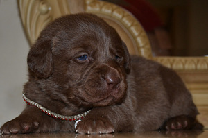 Labradori retriiver (2 foto / 7)