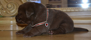 Labradori retriiver (7 foto / 7)