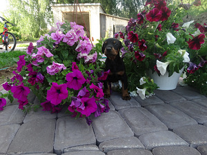 Dobermanis (2 foto no 3)