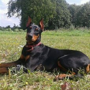 Dobermanis (3 foto no 3)