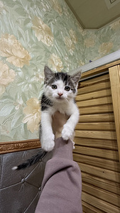 Котята (2 фото из 6)
