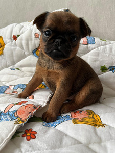 Petit Brabancon (Griffon) puppies (2 foto / 7)