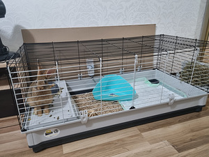Продам кролика с клеткой (2 фото из 3)