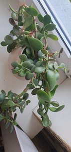 Crassula ovata. Денежное дерево. Суккулент. Растение (3 фото из 3)